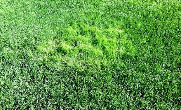 Loại cỏ tự nhiên Bentgrass