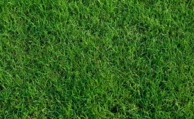 Loại cỏ tự nhiên Bermudagrass