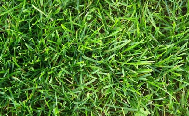 Loại cỏ tự nhiên Perennial Ryegrass