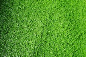 Thảm Cỏ Nhân Tạo 1cm