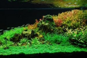 Thảm Cỏ Nhân Tạo Trang Trí Bể Cá Chất Lượng