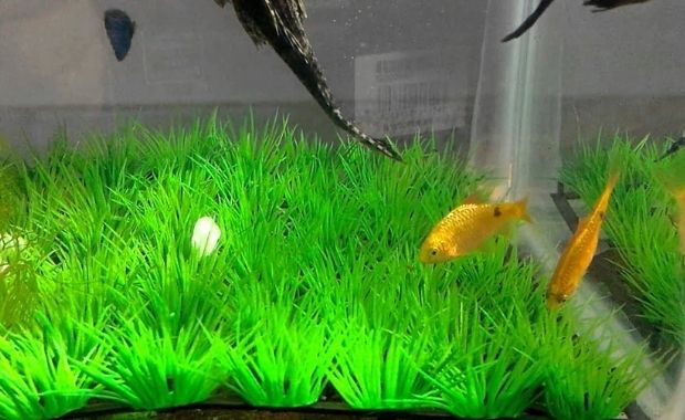 Vệ sinh, chăm sóc dễ dàng