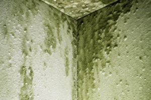 Tường bị ẩm mốc phải làm sao? 8 Cách xử lý hiệu quả nhất